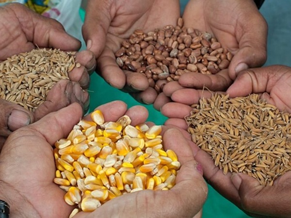 Prefeitura de Cajazeiras e EMPAER iniciam distribuição de sementes para o plantio na próxima SEG 05