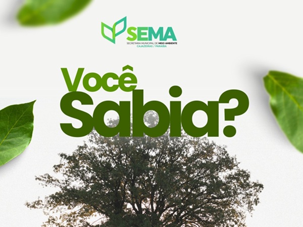 Secretaria de Meio Ambiente reforça procedimentos obrigatórios para supressão e poda de árvores em Cajazeiras