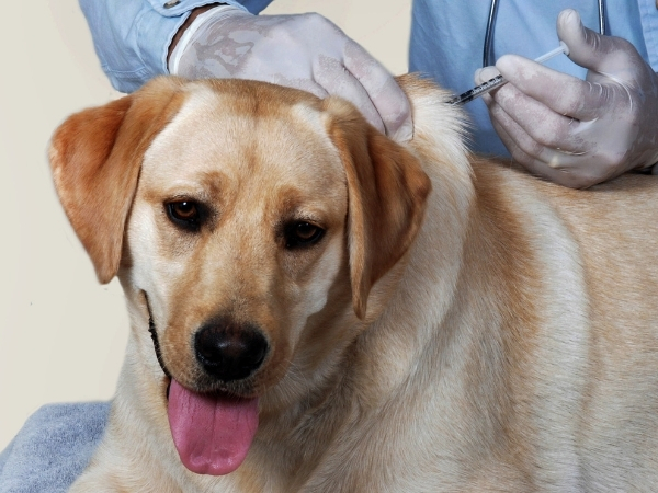 Dia D de Vacinação Antirrábica imuniza mais de 7,7 mil cães e gatos em Cajazeiras